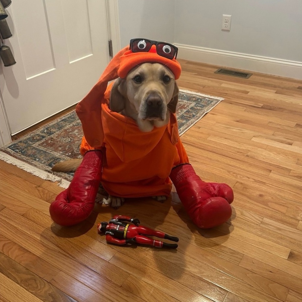 BIG DADDY - Dog Kangaroom Costume DIY